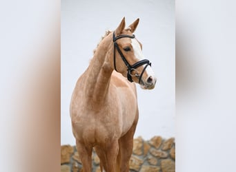 Poney de selle allemand, Jument, 4 Ans, 137 cm, Palomino
