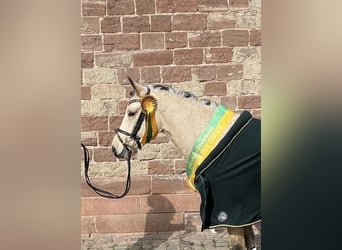 Poney de selle allemand, Jument, 4 Ans, 138 cm, Buckskin
