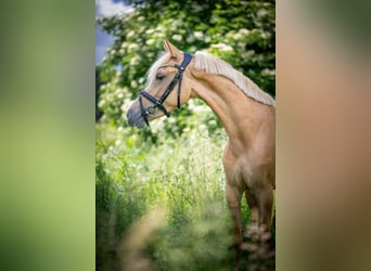 Poney de selle allemand, Jument, 4 Ans, 140 cm, Alezan dun