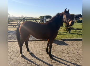 Poney de selle allemand, Jument, 4 Ans, 140 cm, Bai