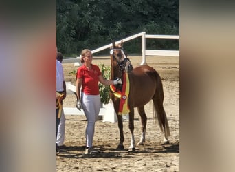 Poney de selle allemand, Jument, 4 Ans, 142 cm, Alezan