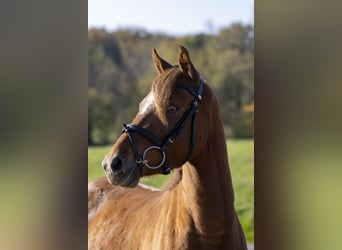 Poney de selle allemand, Jument, 4 Ans, 142 cm, Alezan