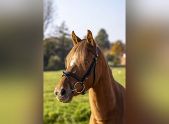 Poney de selle allemand, Jument, 4 Ans, 142 cm, Alezan