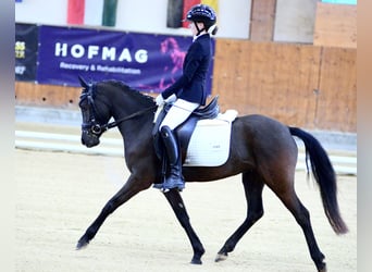 Poney de selle allemand, Jument, 4 Ans, 142 cm, Noir