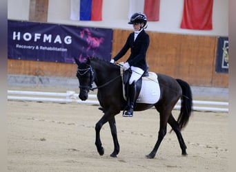 Poney de selle allemand, Jument, 4 Ans, 142 cm, Noir
