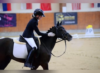 Poney de selle allemand, Jument, 4 Ans, 142 cm, Noir