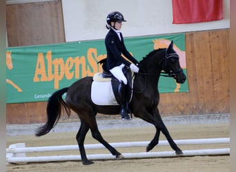 Poney de selle allemand, Jument, 4 Ans, 142 cm, Noir