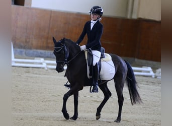 Poney de selle allemand, Jument, 4 Ans, 142 cm, Noir