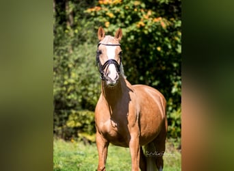Poney de selle allemand, Jument, 4 Ans, 142 cm, Palomino