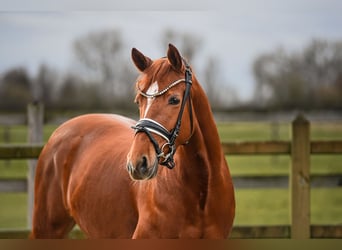 Poney de selle allemand, Jument, 4 Ans, 143 cm, Alezan