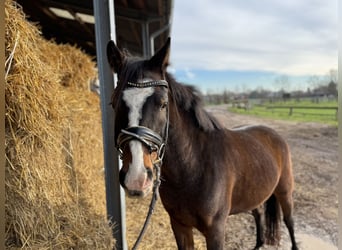 Poney de selle allemand, Jument, 4 Ans, 143 cm, Bai brun