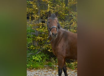 Poney de selle allemand, Jument, 4 Ans, 143 cm, Bai