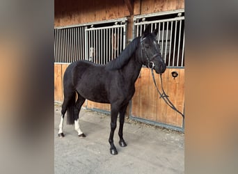 Poney de selle allemand, Jument, 4 Ans, 143 cm, Noir