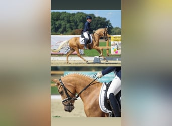 Poney de selle allemand, Jument, 4 Ans, 143 cm, Palomino