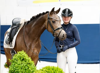 Poney de selle allemand, Jument, 4 Ans, 144 cm, Isabelle