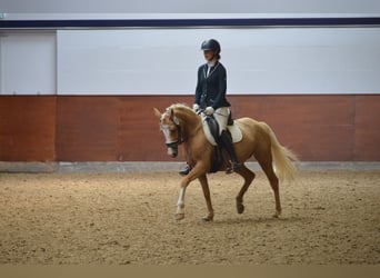 Poney de selle allemand, Jument, 4 Ans, 144 cm, Palomino
