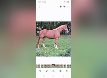 Poney de selle allemand, Jument, 4 Ans, 145 cm, Alezan