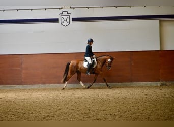 Poney de selle allemand, Jument, 4 Ans, 145 cm, Bai