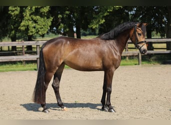 Poney de selle allemand, Jument, 4 Ans, 145 cm, Buckskin