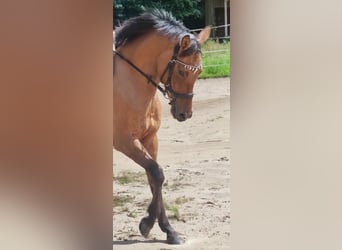 Poney de selle allemand, Jument, 4 Ans, 145 cm, Isabelle