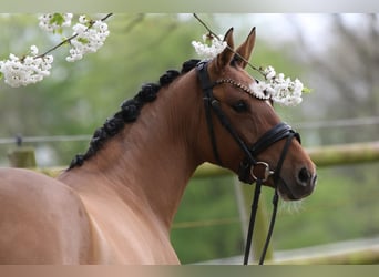 Poney de selle allemand, Jument, 4 Ans, 145 cm, Isabelle