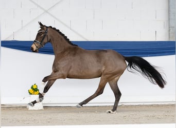 Poney de selle allemand, Jument, 4 Ans, 145 cm, Isabelle