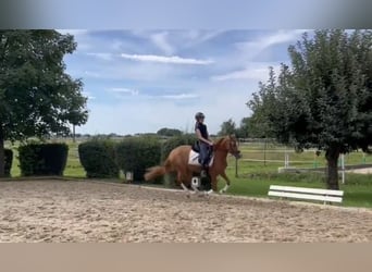 Poney de selle allemand, Jument, 4 Ans, 146 cm, Alezan