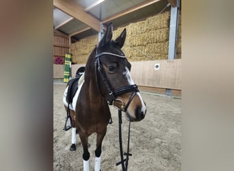Poney de selle allemand, Jument, 4 Ans, 146 cm, Bai brun