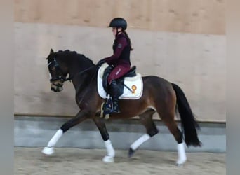 Poney de selle allemand, Jument, 4 Ans, 146 cm, Bai brun
