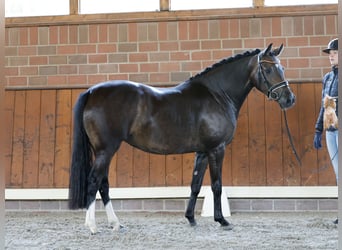 Poney de selle allemand, Jument, 4 Ans, 146 cm, Bai