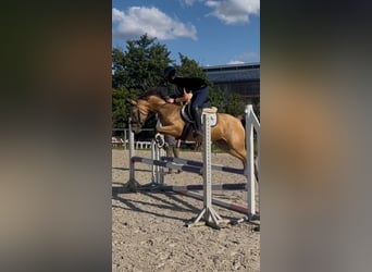 Poney de selle allemand, Jument, 4 Ans, 146 cm, Buckskin