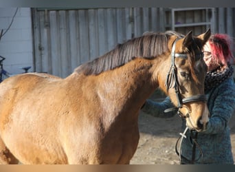 Poney de selle allemand, Jument, 4 Ans, 146 cm, Isabelle