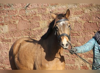 Poney de selle allemand, Jument, 4 Ans, 146 cm, Isabelle