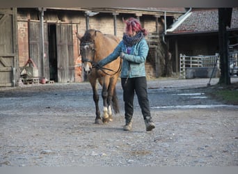 Poney de selle allemand, Jument, 4 Ans, 146 cm, Isabelle