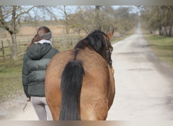 Poney de selle allemand, Jument, 4 Ans, 146 cm, Isabelle