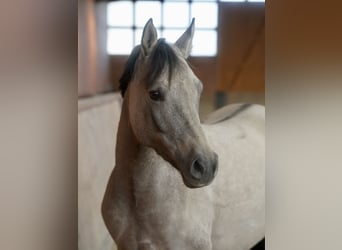 Poney de selle allemand, Jument, 4 Ans, 146 cm, Isabelle