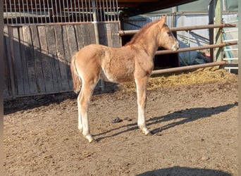 Poney de selle allemand, Jument, 4 Ans, 146 cm, Isabelle