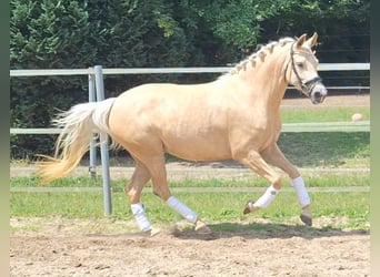 Poney de selle allemand, Jument, 4 Ans, 146 cm, Palomino