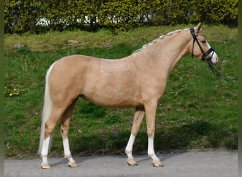 Poney de selle allemand, Jument, 4 Ans, 146 cm, Palomino