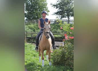 Poney de selle allemand, Jument, 4 Ans, 146 cm, Palomino