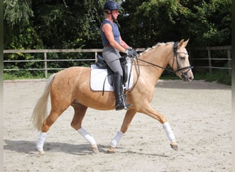 Poney de selle allemand, Jument, 4 Ans, 146 cm, Palomino