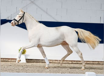 Poney de selle allemand, Jument, 4 Ans, 146 cm, Perlino