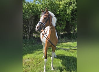 Poney de selle allemand, Jument, 4 Ans, 146 cm, Pinto