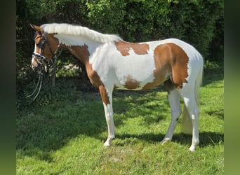 Poney de selle allemand, Jument, 4 Ans, 146 cm, Pinto