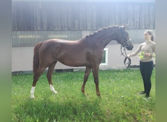 Poney de selle allemand, Jument, 4 Ans, 147 cm, Alezan brûlé