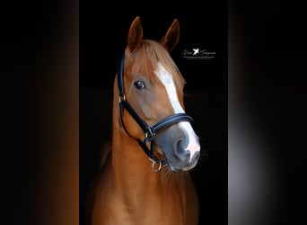 Poney de selle allemand, Jument, 4 Ans, 147 cm, Alezan