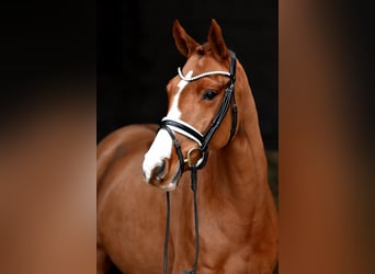 Poney de selle allemand, Jument, 4 Ans, 147 cm, Alezan