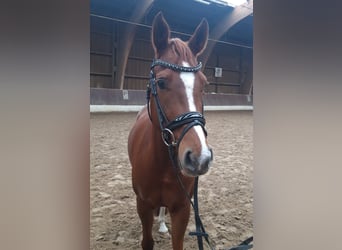 Poney de selle allemand, Jument, 4 Ans, 147 cm, Alezan