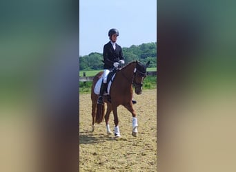 Poney de selle allemand, Jument, 4 Ans, 147 cm, Alezan