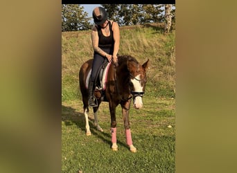 Poney de selle allemand, Jument, 4 Ans, 147 cm, Alezan dun